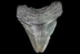 Juvenile Megalodon Tooth - Georgia #111607-1